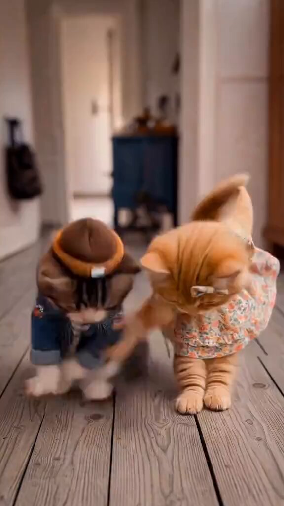 My dog doing the trendy shuffle! 🔥💃